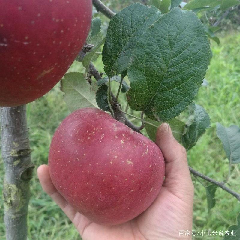 苹果苗袋苗红富士，红露，马龙旮旯苹果