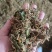 金银花