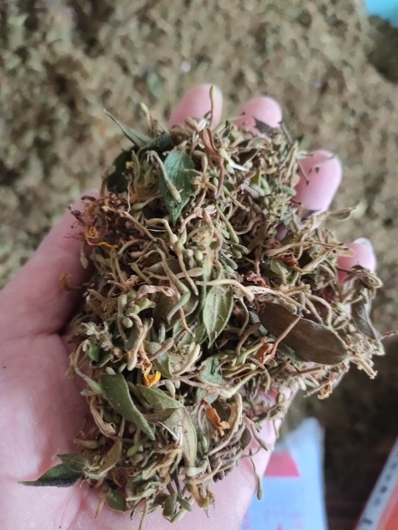 金银花