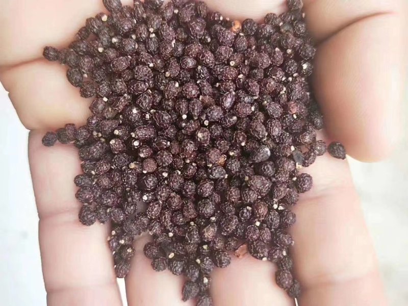 兰花燕尾兰花燕尾种子
