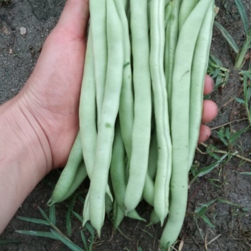 蔬菜/豆类/四季豆/架豆