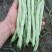 蔬菜/豆类/四季豆/架豆