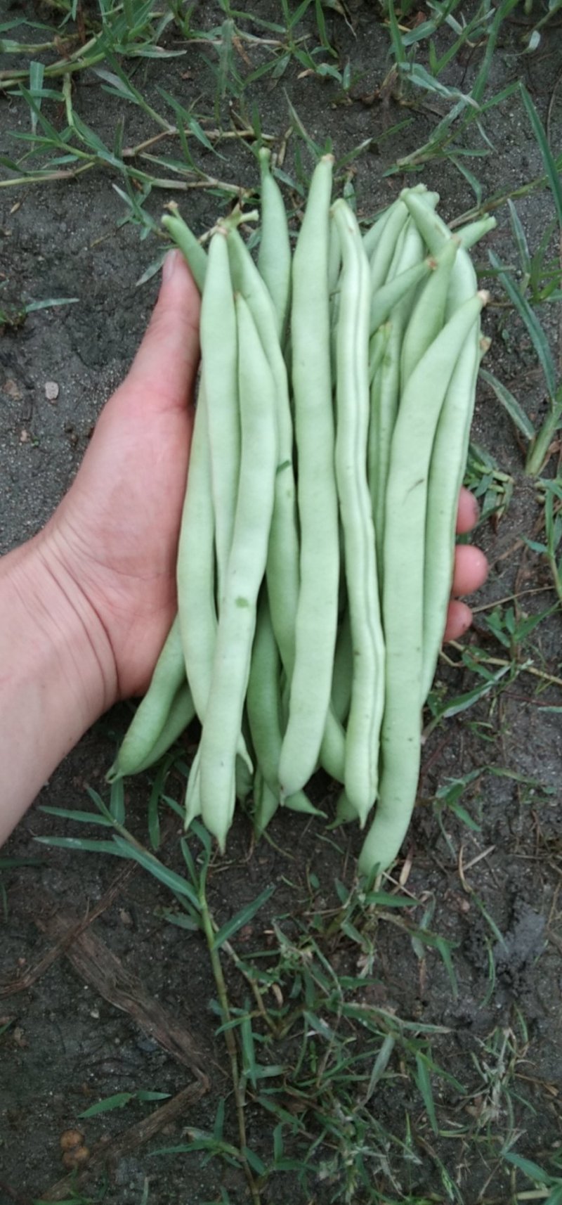 蔬菜/豆类/四季豆/架豆
