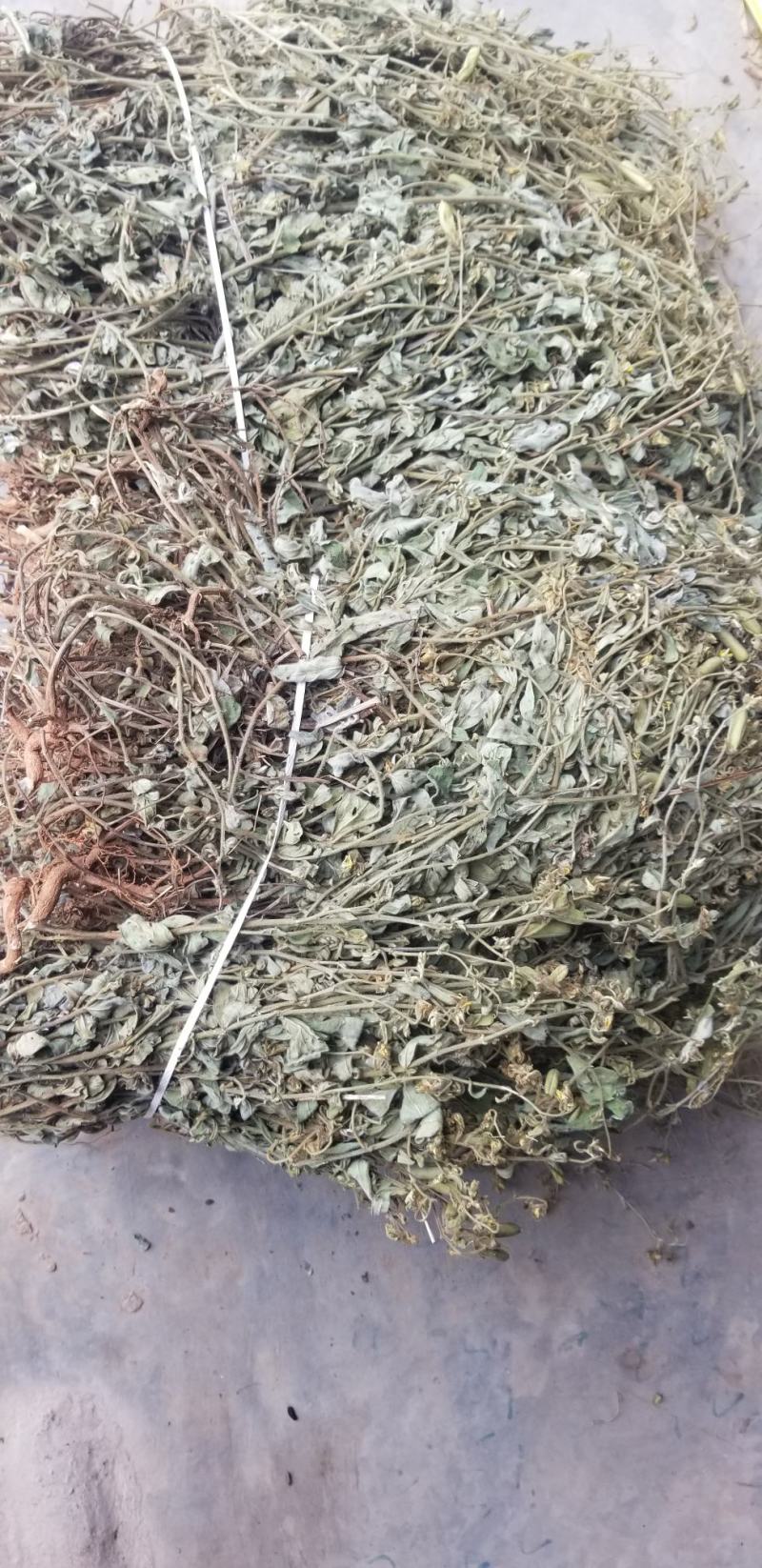 响铃草野生响铃草响铃草响铃子响铃草人工采收自然晒干