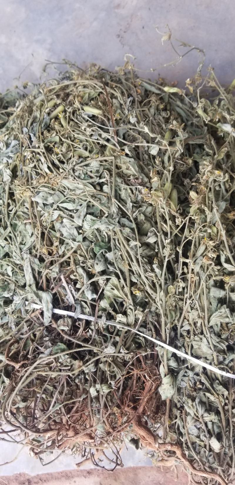响铃草野生响铃草响铃草响铃子响铃草人工采收自然晒干