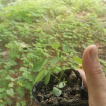 黄花槐，黄槐小苗及2-10分苗木。