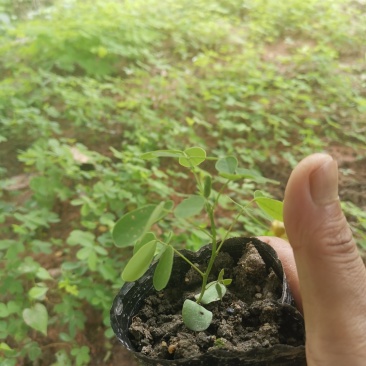 黄花槐，黄槐小苗及2-10分苗木。