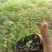黄花槐，黄槐小苗及2-10分苗木。