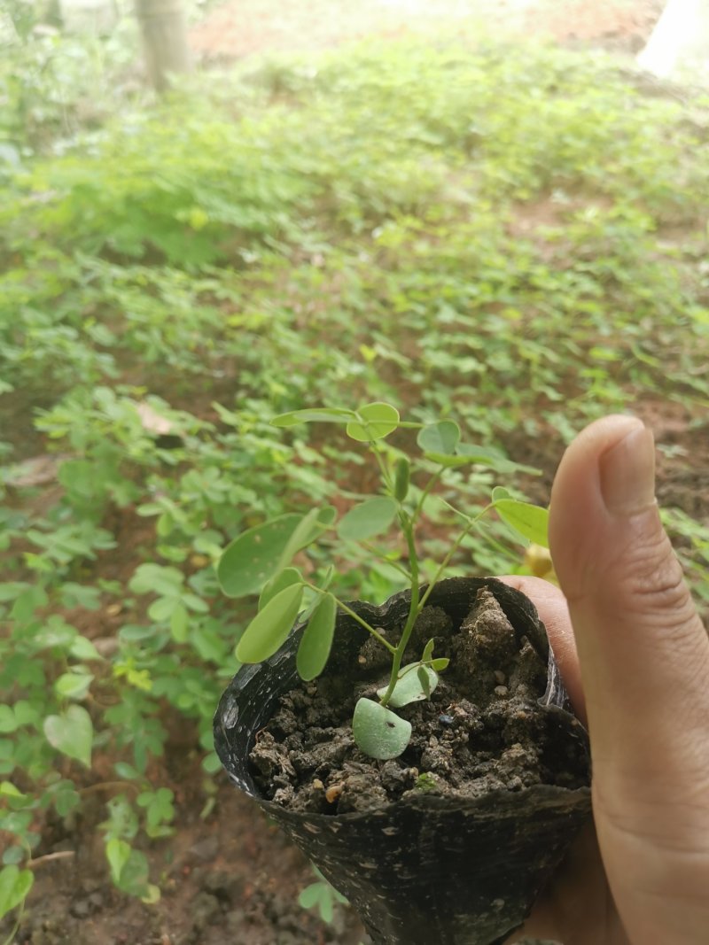 黄花槐，黄槐小苗及2-10分苗木。