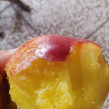 大棚黄色果肉960甜油桃上市中，需要的老板们电商可以联系
