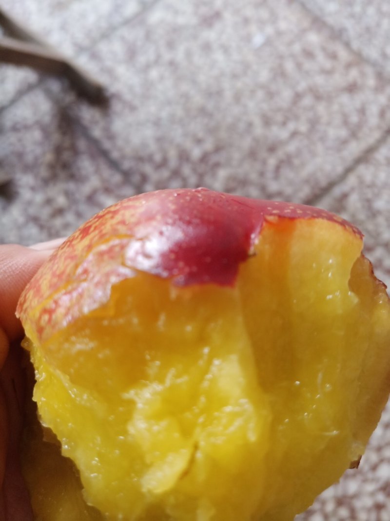 大棚黄色果肉960甜油桃上市中，需要的老板们电商可以联系