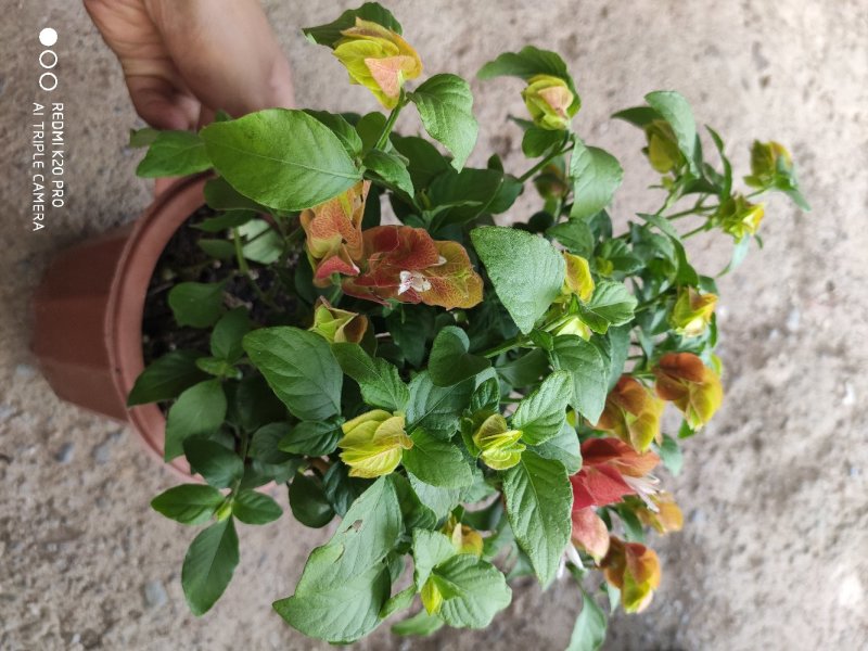 红虾花