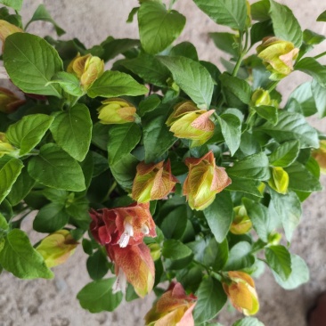 红虾花