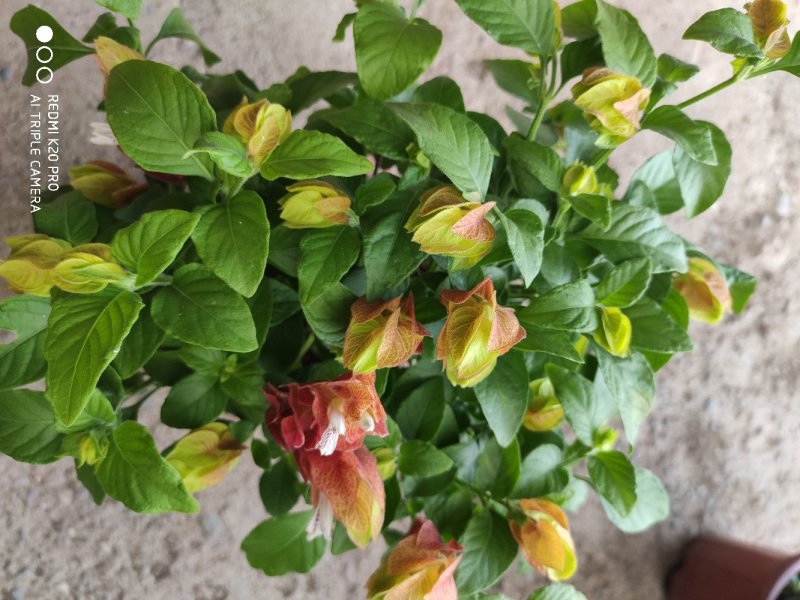 红虾花