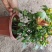 红虾花