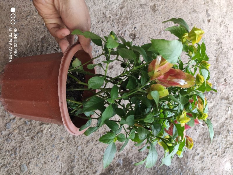 红虾花