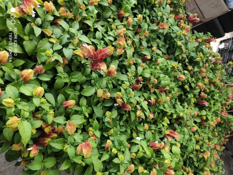 红虾花
