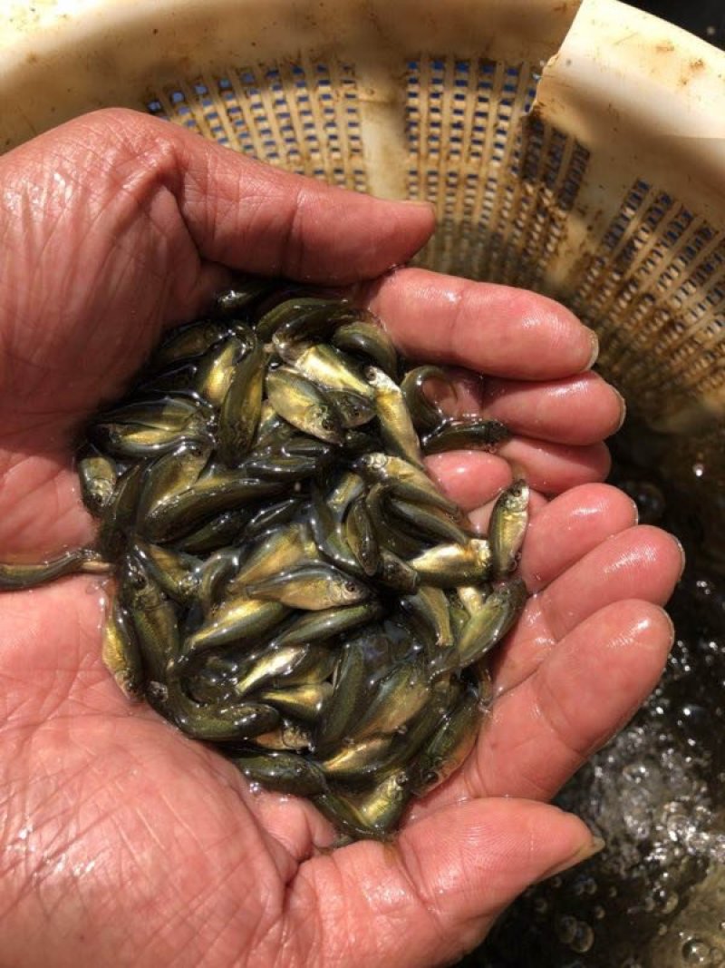 裸鲤鱼苗，无粼鲤鱼苗，好养快大，苗场直销