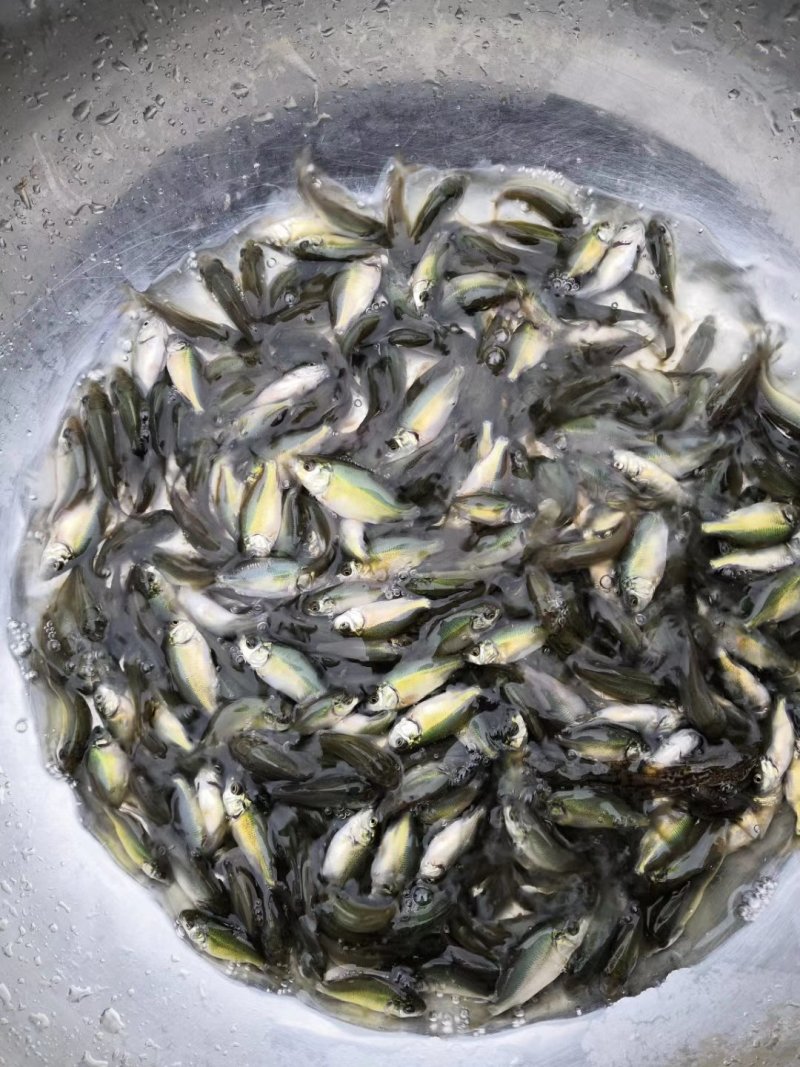 裸鲤鱼苗，无粼鲤鱼苗，好养快大，苗场直销