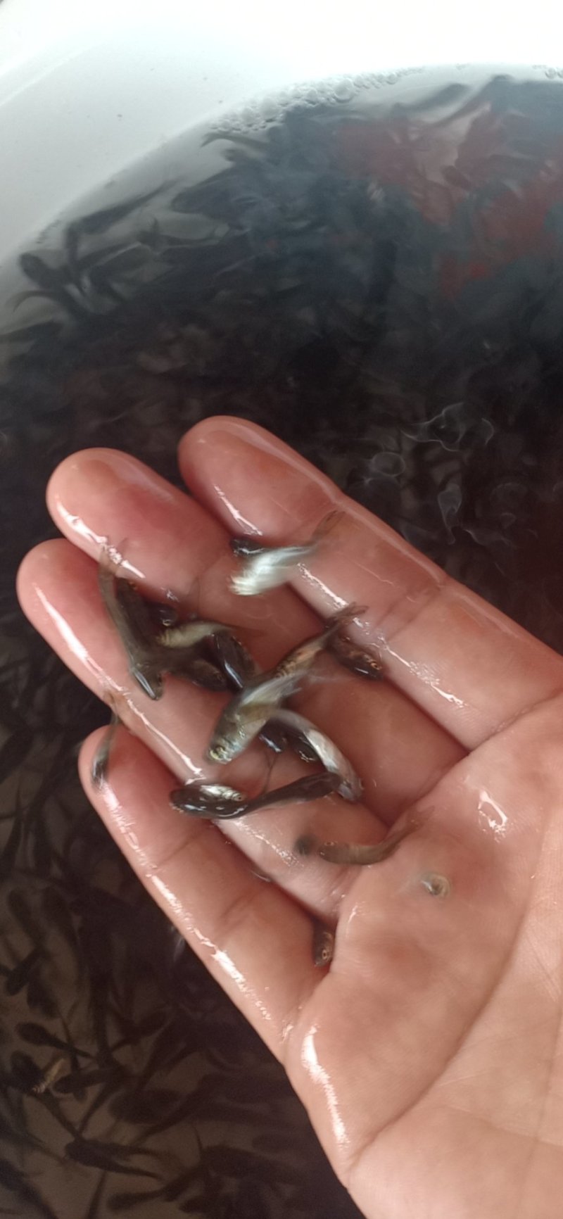 大量供应，花鲢苗水花鱼塘直供成活率高，可视频验货