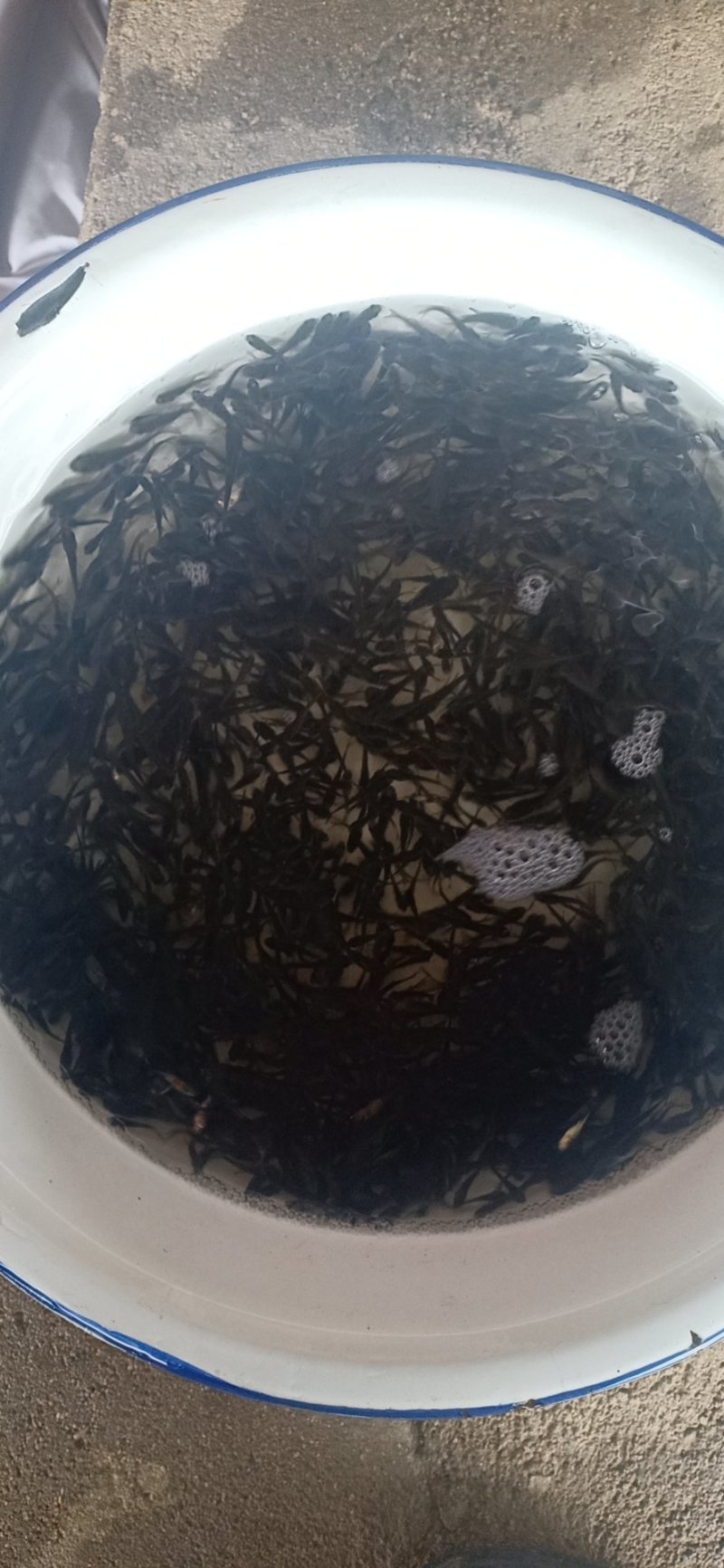 大量供应，花鲢苗水花鱼塘直供成活率高，可视频验货