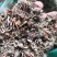 蛇莓河北干货人工种植2斤起包邮