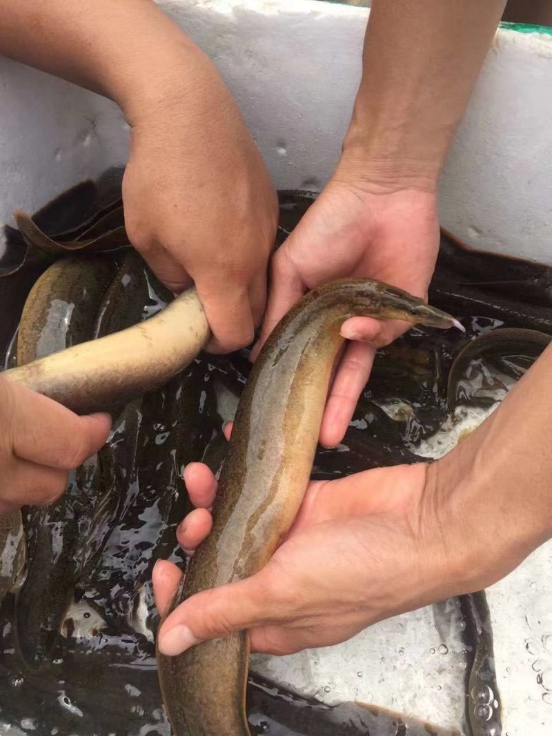 南宁辉煌水产良种鱼苗场长期供应吃料刺鳅鱼苗，又名刀鳅纳追