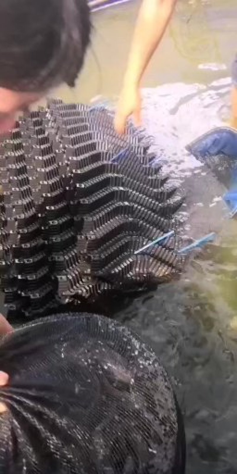 南宁辉煌水产良种鱼苗场长期供应吃料刺鳅鱼苗，又名刀鳅纳追