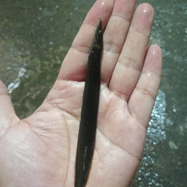 南宁辉煌水产良种鱼苗场长期供应吃料刺鳅鱼苗，又名刀鳅纳追