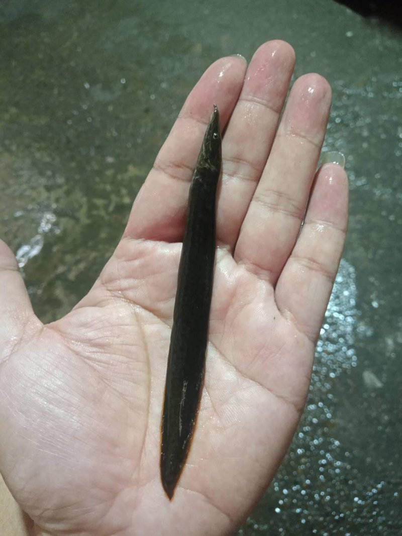 南宁辉煌水产良种鱼苗场长期供应吃料刺鳅鱼苗，又名刀鳅纳追