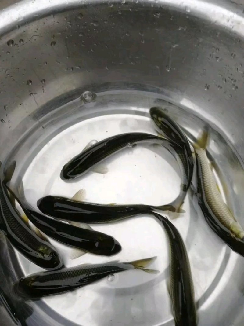 优质1两到5斤的青鱼苗，淡水乌青苗，供应各品种鱼苗