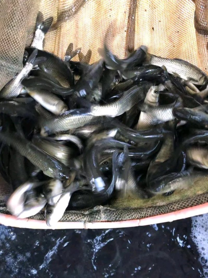 优质1两到5斤的青鱼苗，淡水乌青苗，供应各品种鱼苗