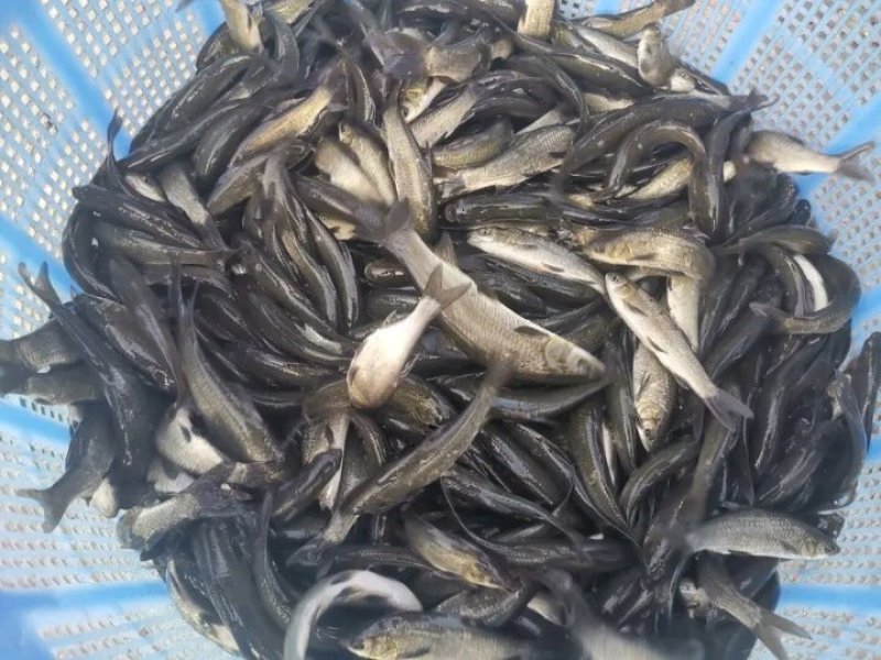 优质1两到5斤的青鱼苗，淡水乌青苗，供应各品种鱼苗