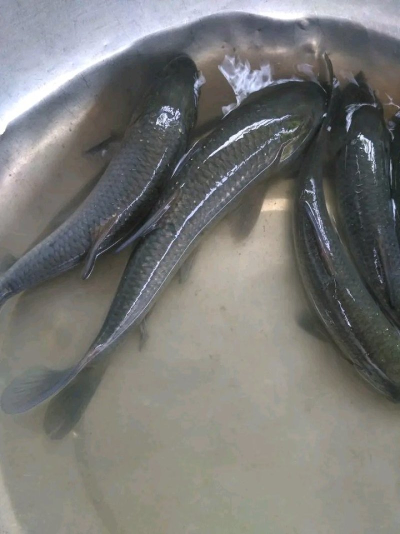 优质1两到5斤的青鱼苗，淡水乌青苗，供应各品种鱼苗