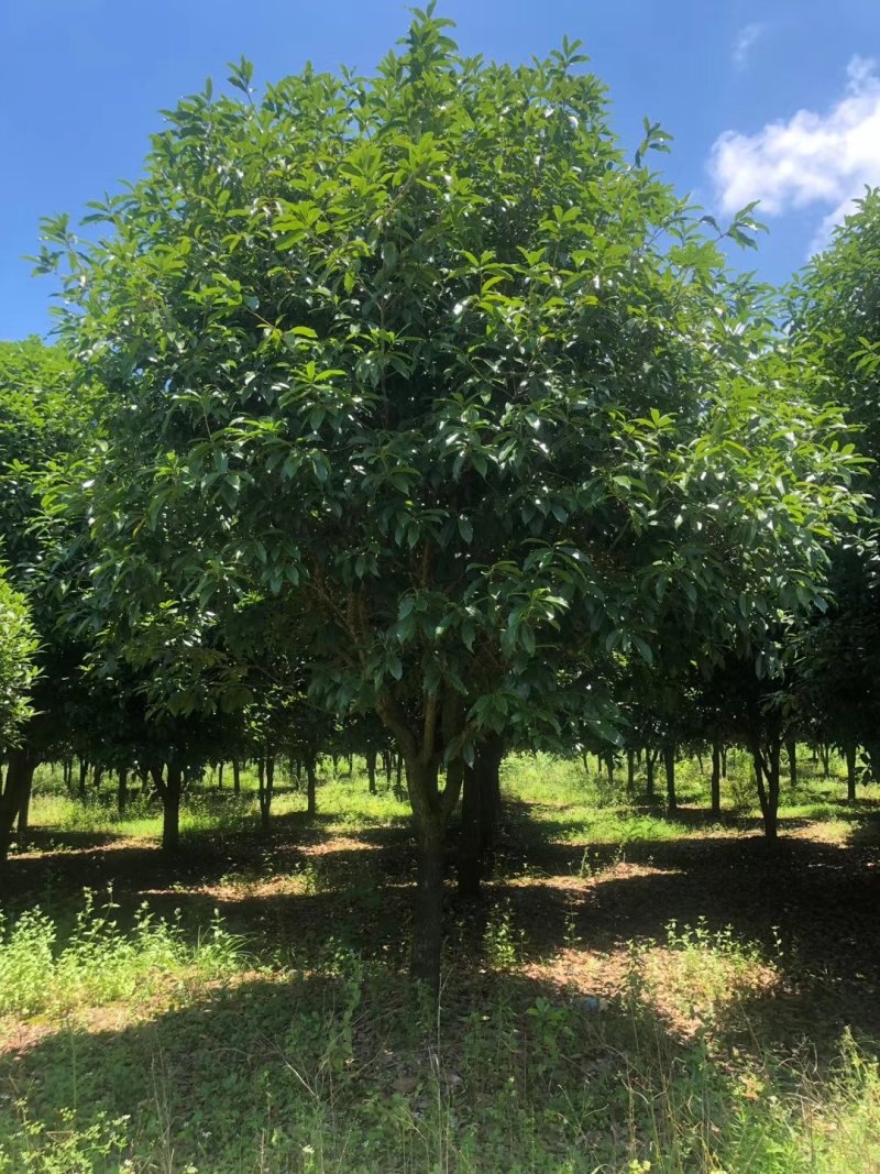 12到18公分桂花树几千棵供应，价格面议，具体情况详谈