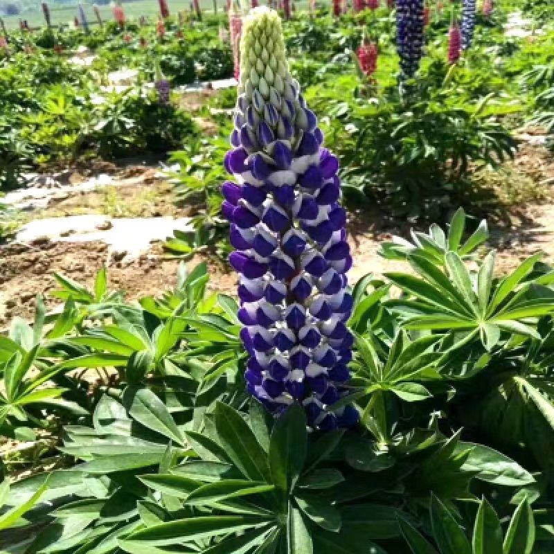进口鲁冰花种子羽扇豆四季播庭院阳台花卉四季花草籽花海花种