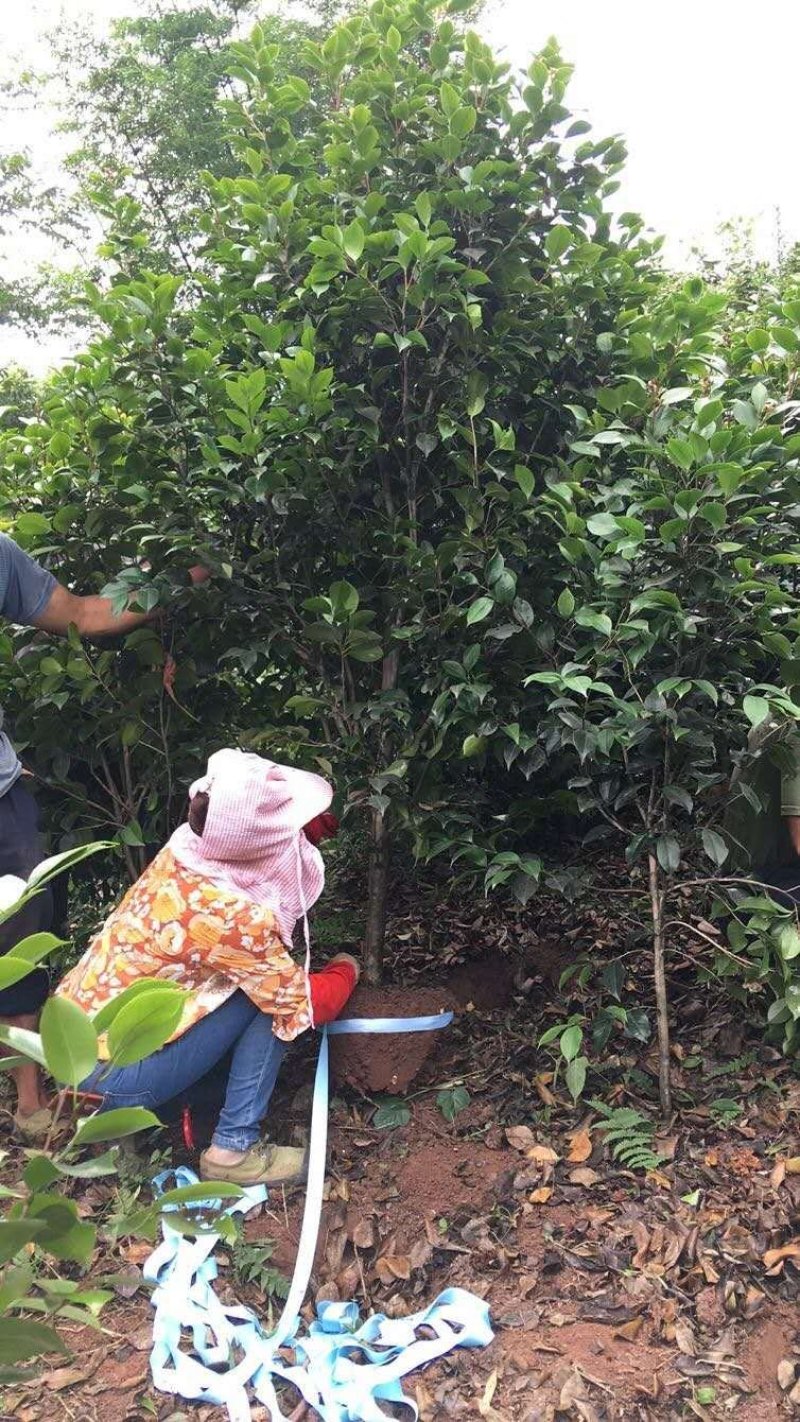 茶花大量供价格面议精准欢迎老板选购具体情况详谈