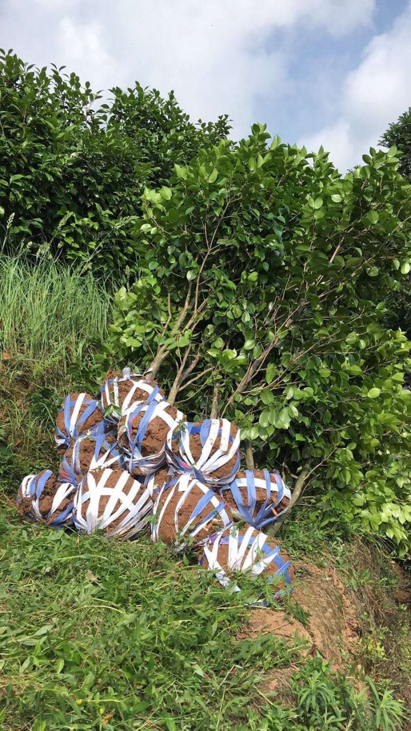 茶花大量供价格面议精准欢迎老板选购具体情况详谈