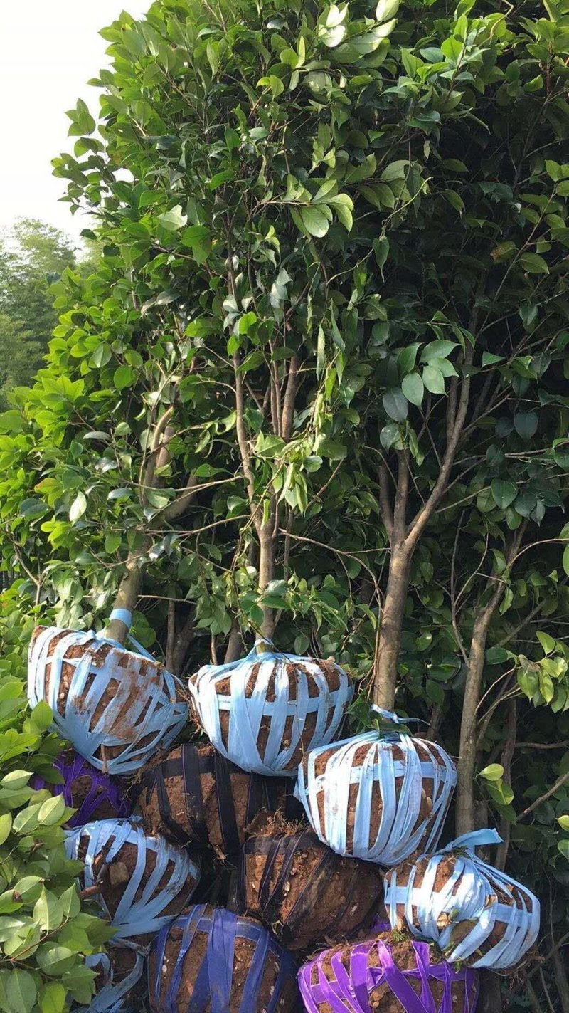 茶花大量供价格面议精准欢迎老板选购具体情况详谈