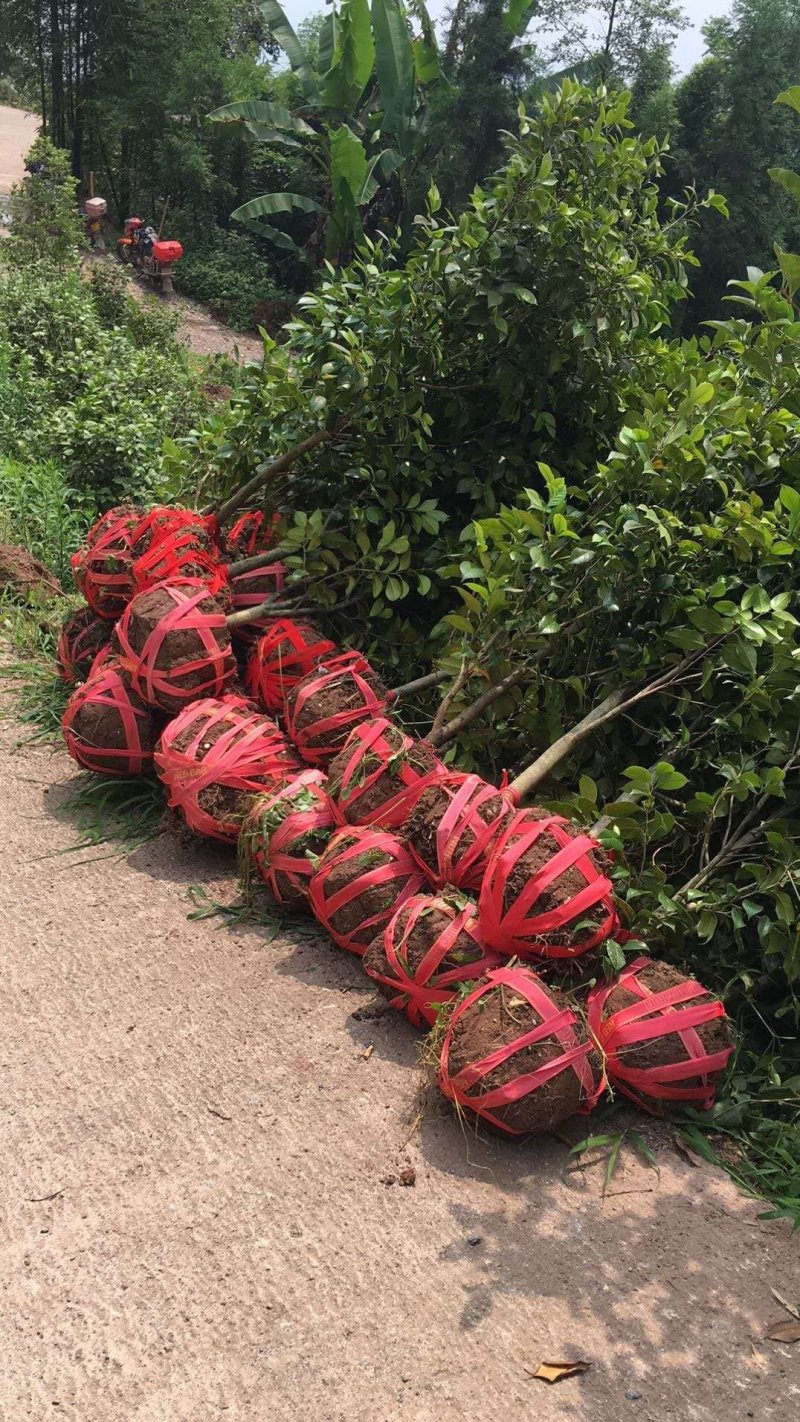 茶花大量供价格面议精准欢迎老板选购具体情况详谈