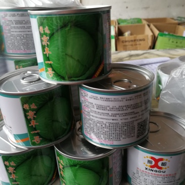 京丰一号甘蓝，中熟。一代杂种。