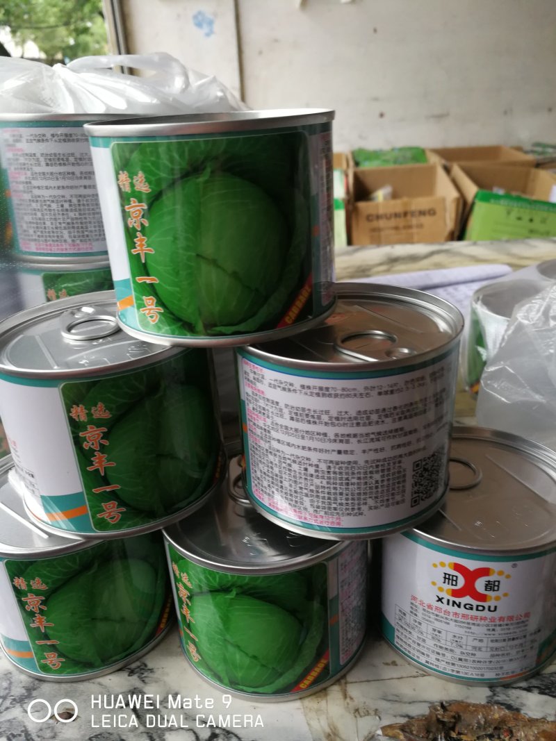 京丰一号甘蓝，中熟。一代杂种。