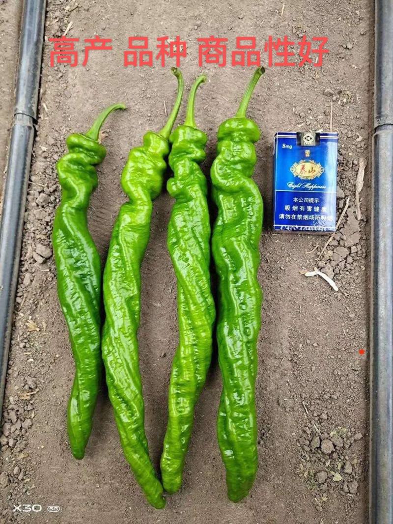 辣椒苗螺丝椒线椒黄皮尖椒二荆条甜椒红黄彩椒