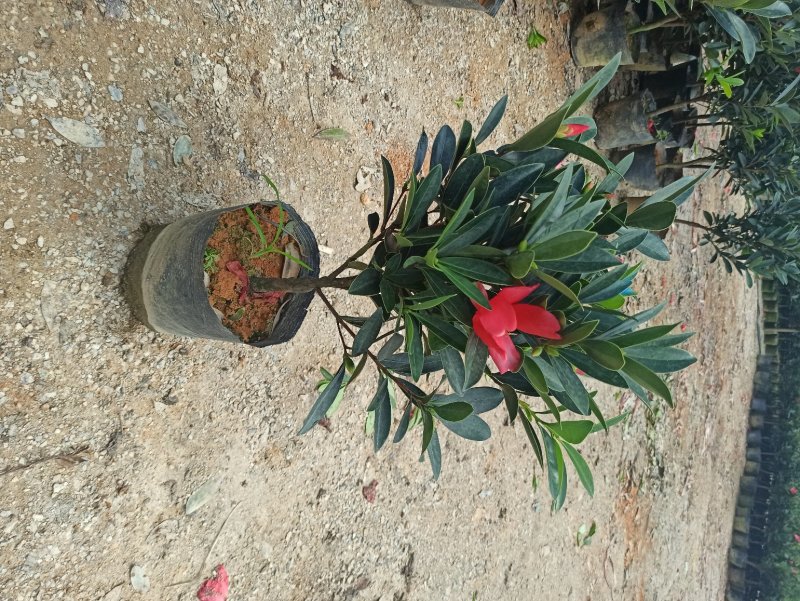 基地直销四季杜鹃茶红山茶带花苞室内外绿植带苞
