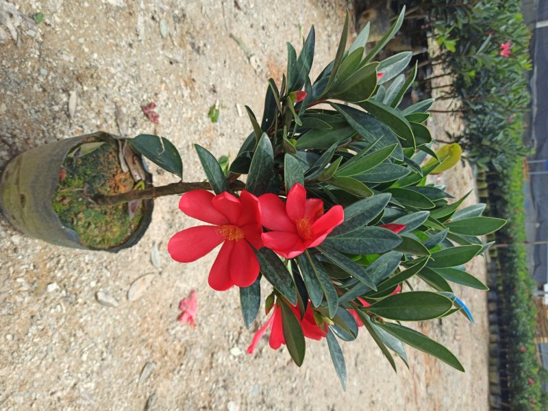 基地直销四季杜鹃茶红山茶带花苞室内外绿植带苞