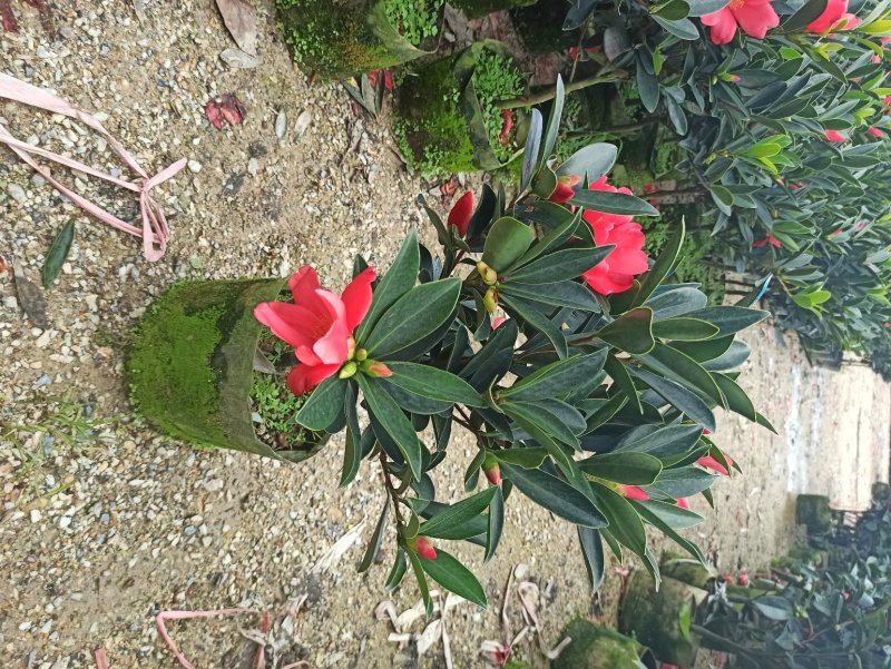 基地直销四季杜鹃茶红山茶带花苞室内外绿植带苞