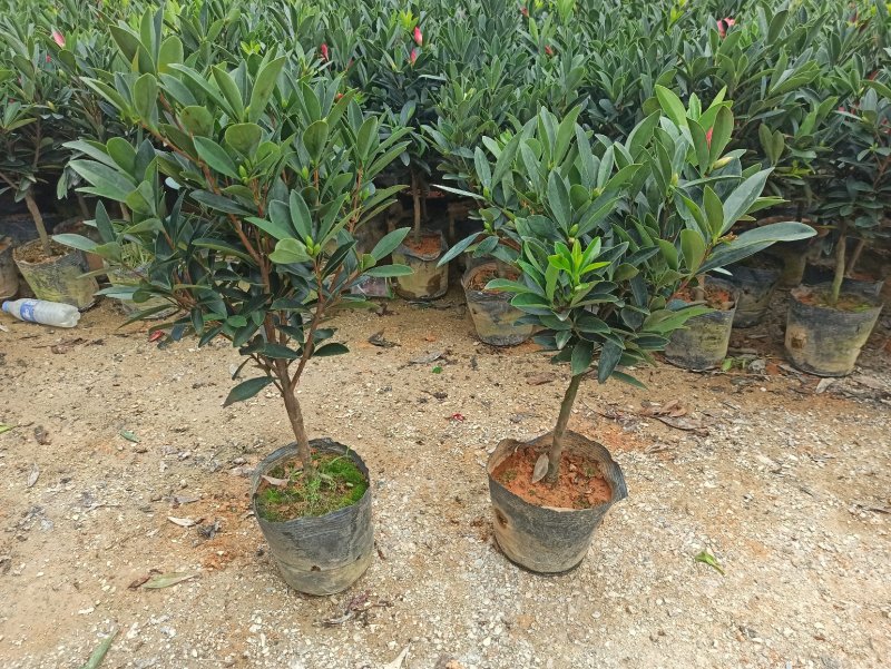 基地直销四季杜鹃茶红山茶带花苞室内外绿植带苞