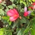 基地直销四季杜鹃茶红山茶带花苞室内外绿植带苞