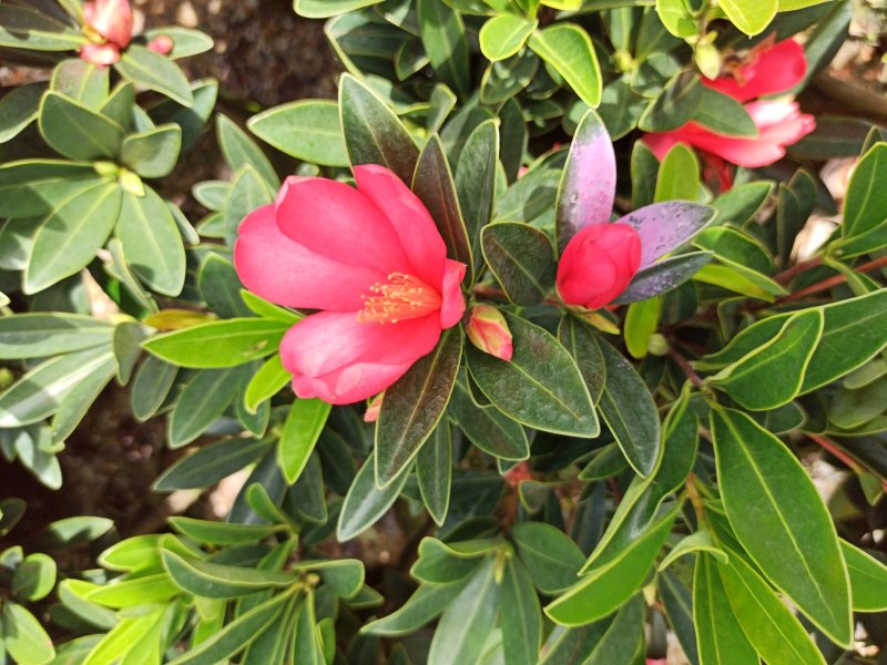 基地直销四季杜鹃茶红山茶带花苞室内外绿植带苞