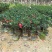 基地直销四季杜鹃茶红山茶带花苞室内外绿植带苞